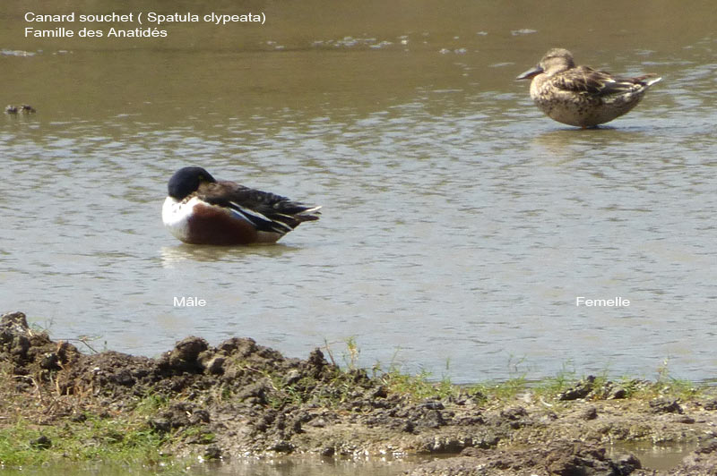 canard-s2-diu