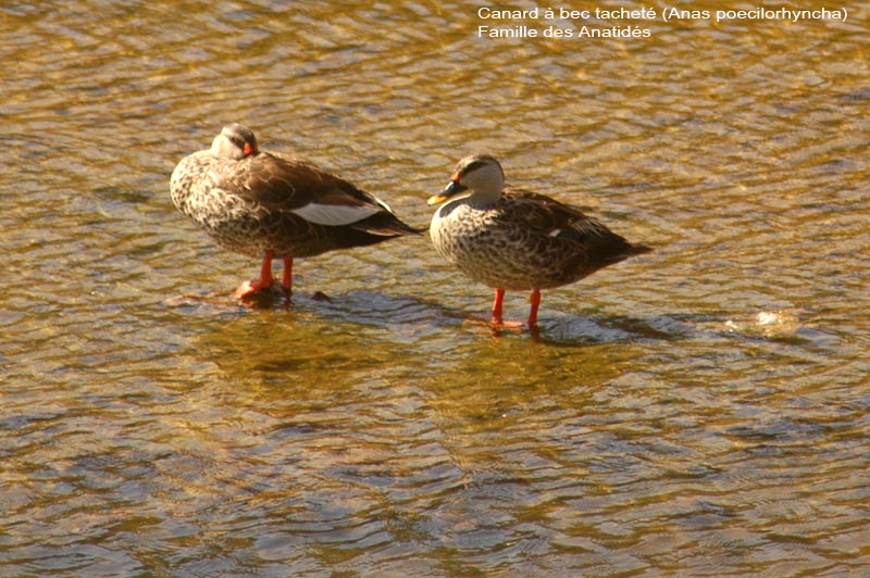 canards-bectach-diu