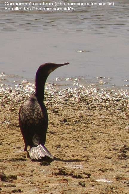 cormoran-diu