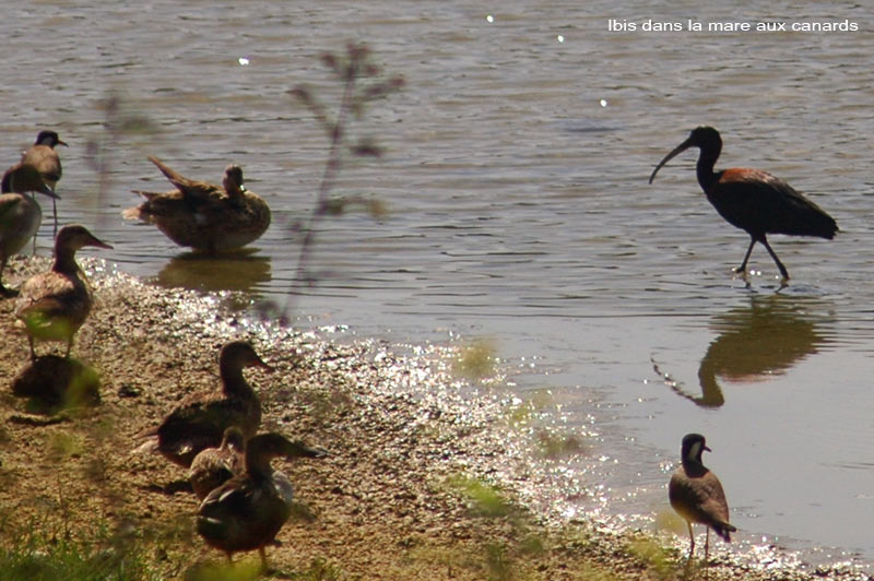 ibis-canards-diu