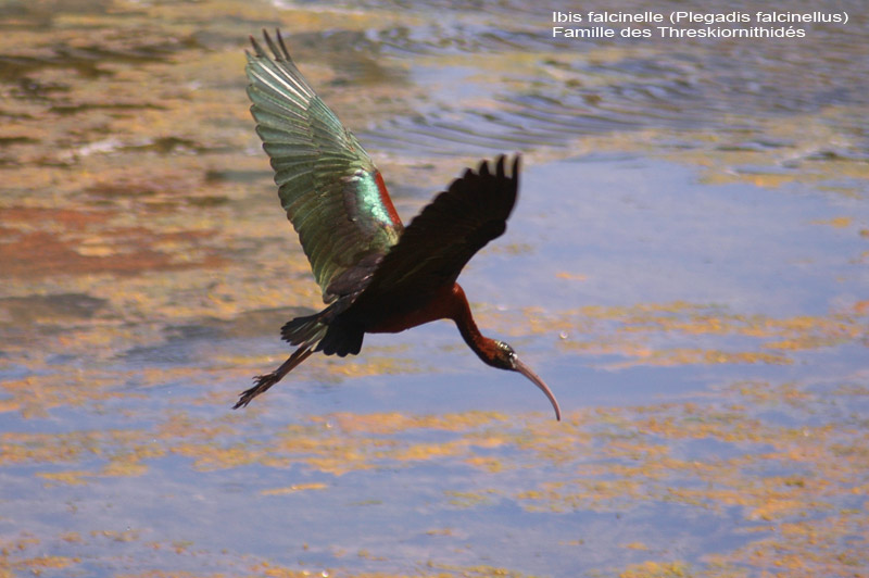ibis-falcinelle-diu