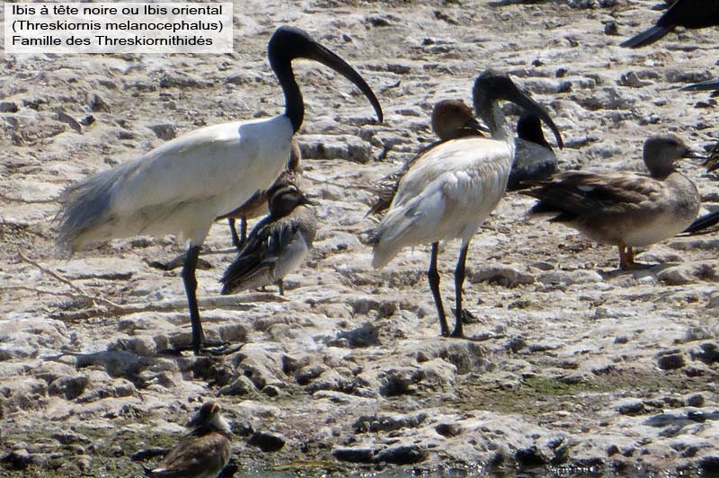 ibis-oriental-diu