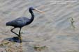 aigrette-diu