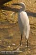 aigrette-g-diu