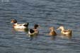 canards-diu