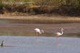 flamants-diu