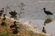 ibis-canards-diu
