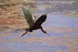 ibis-falcinelle-diu