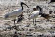 ibis-oriental-diu