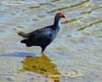 taleve-diu