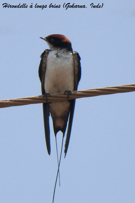gokarna-vil10