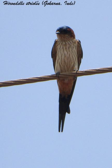 gokarna-vil11