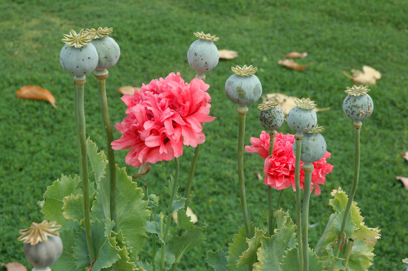 khj-pavots