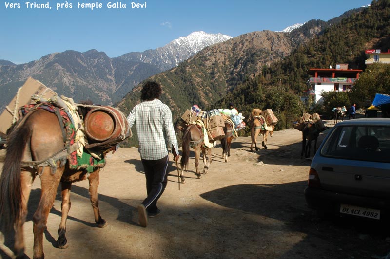gallu-devi1