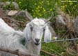 chevre-dharam