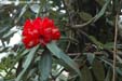 rhodo-fl