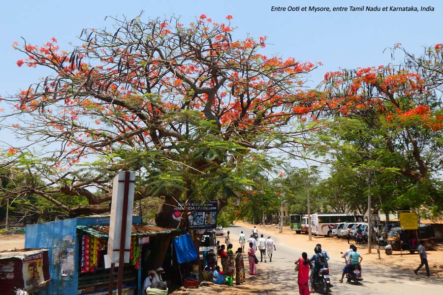 ooty-mysore3