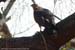mysore-aigle
