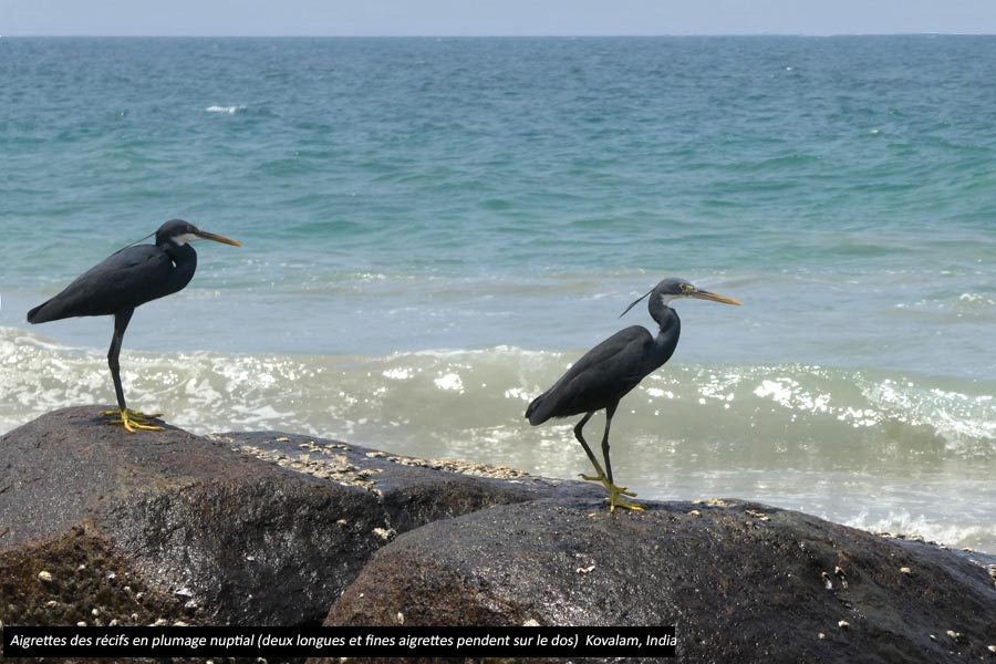 kovalam-oiseau5