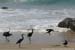 kovalam-oiseau4