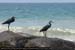 kovalam-oiseau5