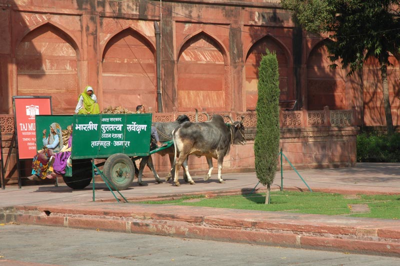 jardin-taj