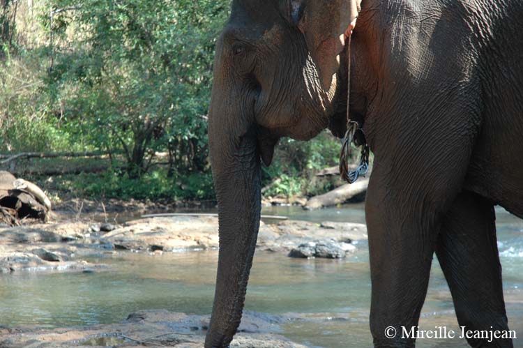 elephant