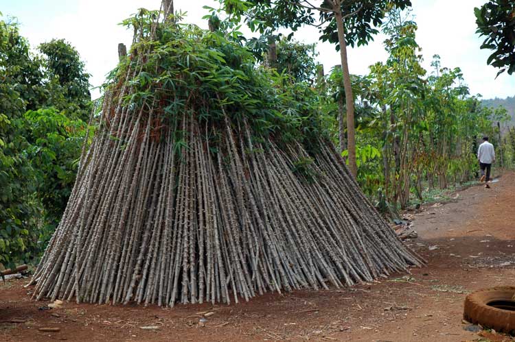 manioc