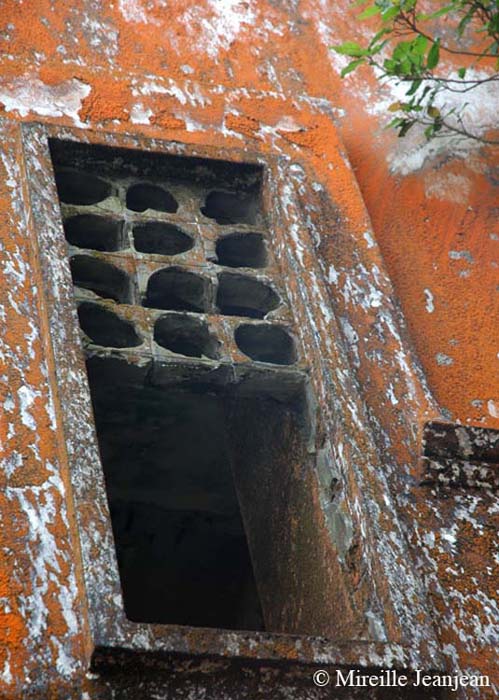lichen