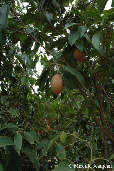 fruit