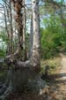 arbre