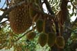 durian