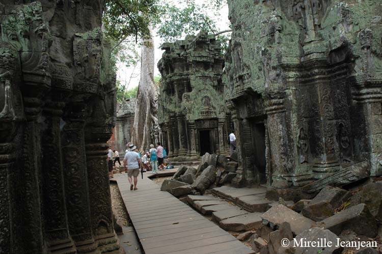 ta-prohm2