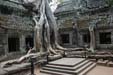 ta-prohm4