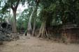 ta-prohm6