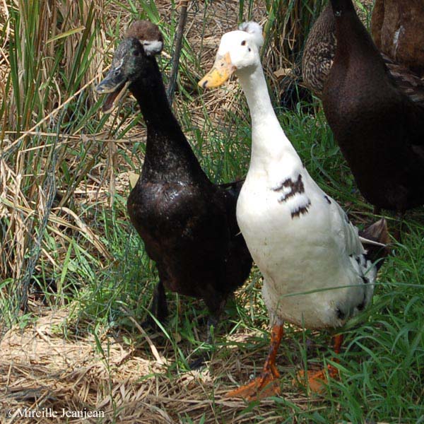 canards