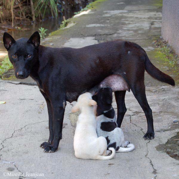 chien-chiots