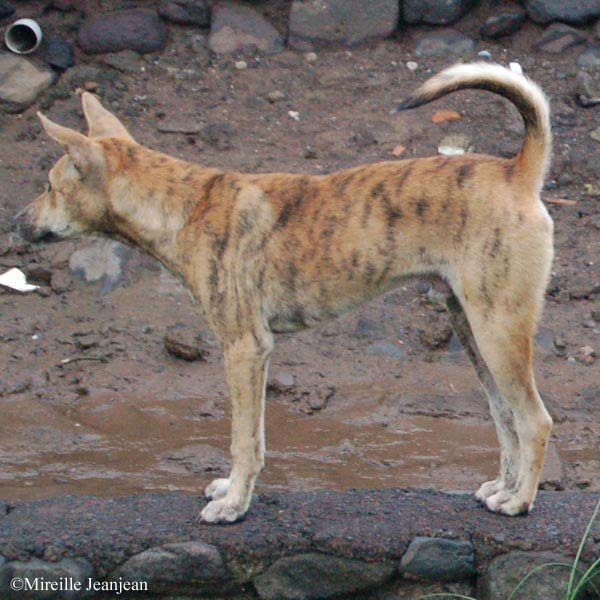 chien
