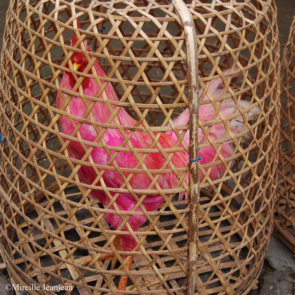 coq-1
