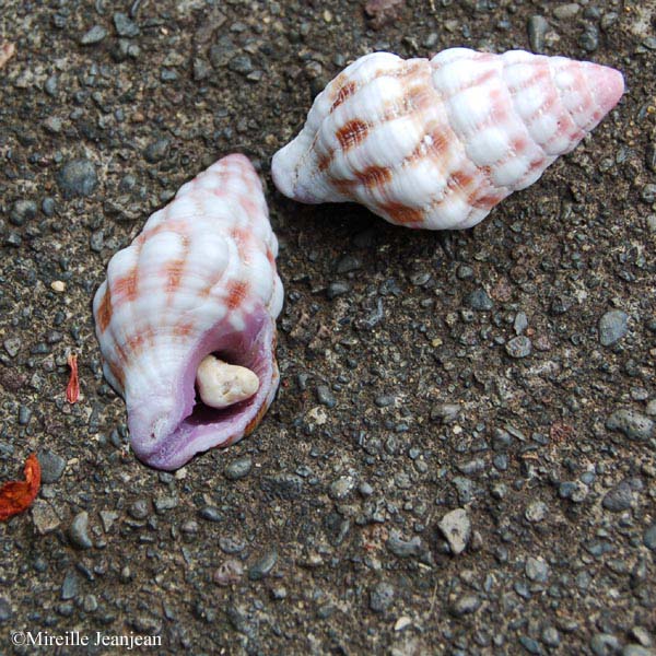 coquille-2