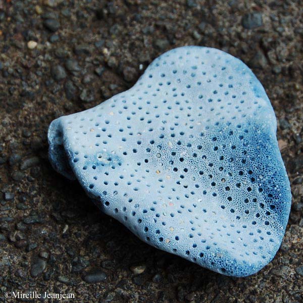 corail-bleu