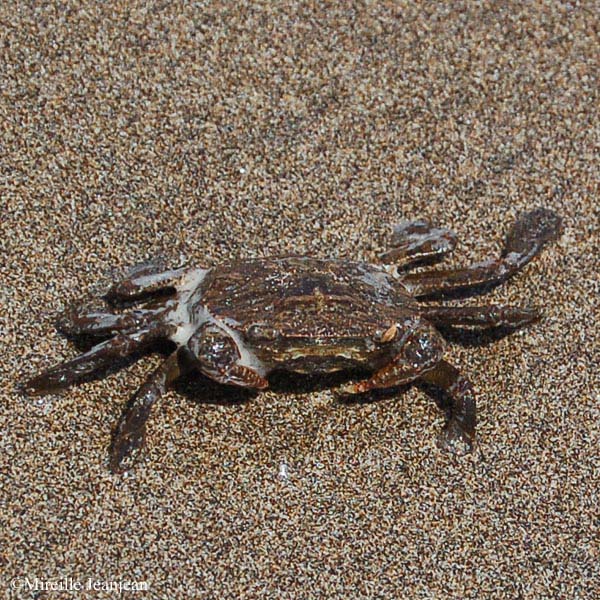 crabe