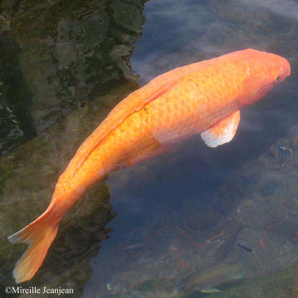 poisson-1
