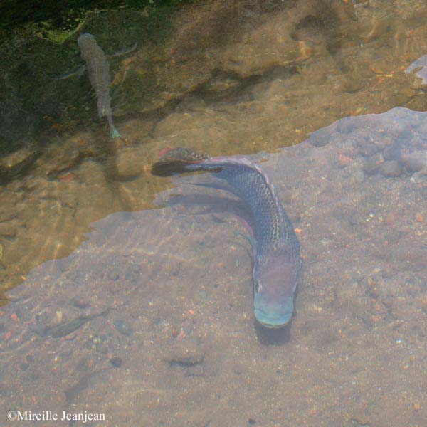 poisson-2