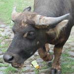 buffle