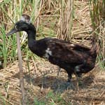 canard