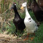 canards