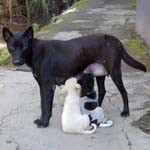 chien-chiots