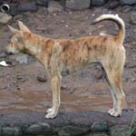 chien