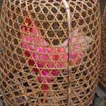 coq-1